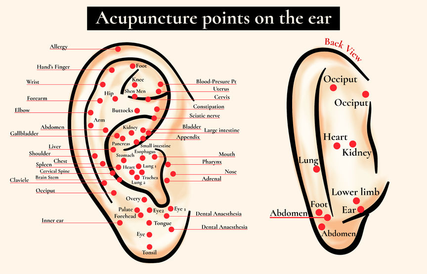 reflex zones on the ear. acupuncture points on the ear. map of acupuncture points